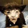 milk_cat69