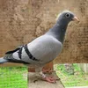 حموادي السيد أبن نجف🦅🤫
