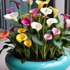 bloom_82