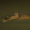 bunny_is_a_dinosaur