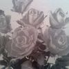 user5317231941722