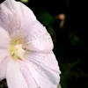 g_rt_88