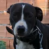 oldbulldog