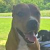 a_pitty_named_piper