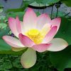 lotusflower4726