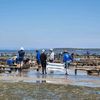 shellfish_reefs