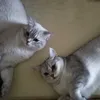 snowibella