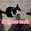 mr.cat.1488