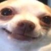 dog.hmzaaa13