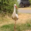 bixio60