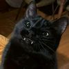 atomicat7