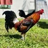 HRM_farm pulti