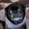 pug_papa
