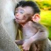 monkeyshowtv