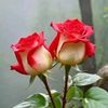 mdshakib6437