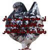 فارس الفارس