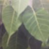 swarna5722