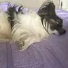 gitler_nayn0