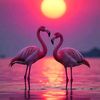 nehed1207
