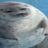 jcbr_5