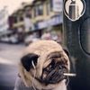 pppidddrr