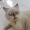 kucingcokelat_28