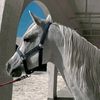خَّ_١٤٢٦🐎🤎✨