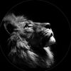 sossi_8