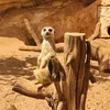 septik_33