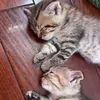 love.cat695