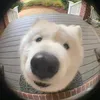 ngdpbingu.10