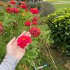 luay_atsir