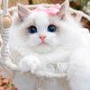 cutecatblogger