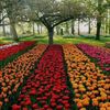 rose_is_beautiful8