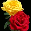 user3314767840370