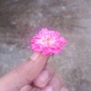 nijhumsara