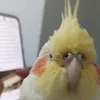 roubeumbrairotufc