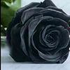 gule_rash70