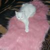 wafa.rose5