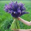 marygarden_81