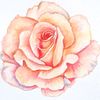 petalnotes 🌸