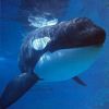 orca.mother