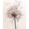dandelions_52