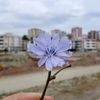 flunaida