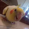 pipi_papuga