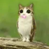 kikiphobic