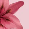 caro.linebnr