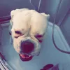 emilafh4