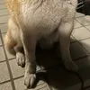 junkgakoo