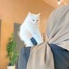 eman7_41